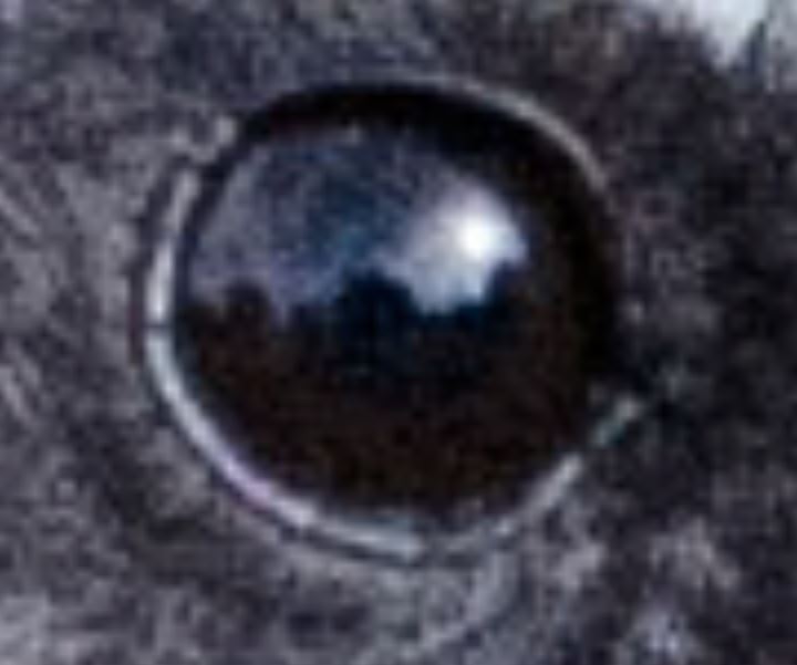 bird eye 1.JPG
